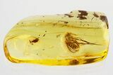 Detailed Fossil Fungus Gnat (Mycetophilidae) In Baltic Amber #357781-1